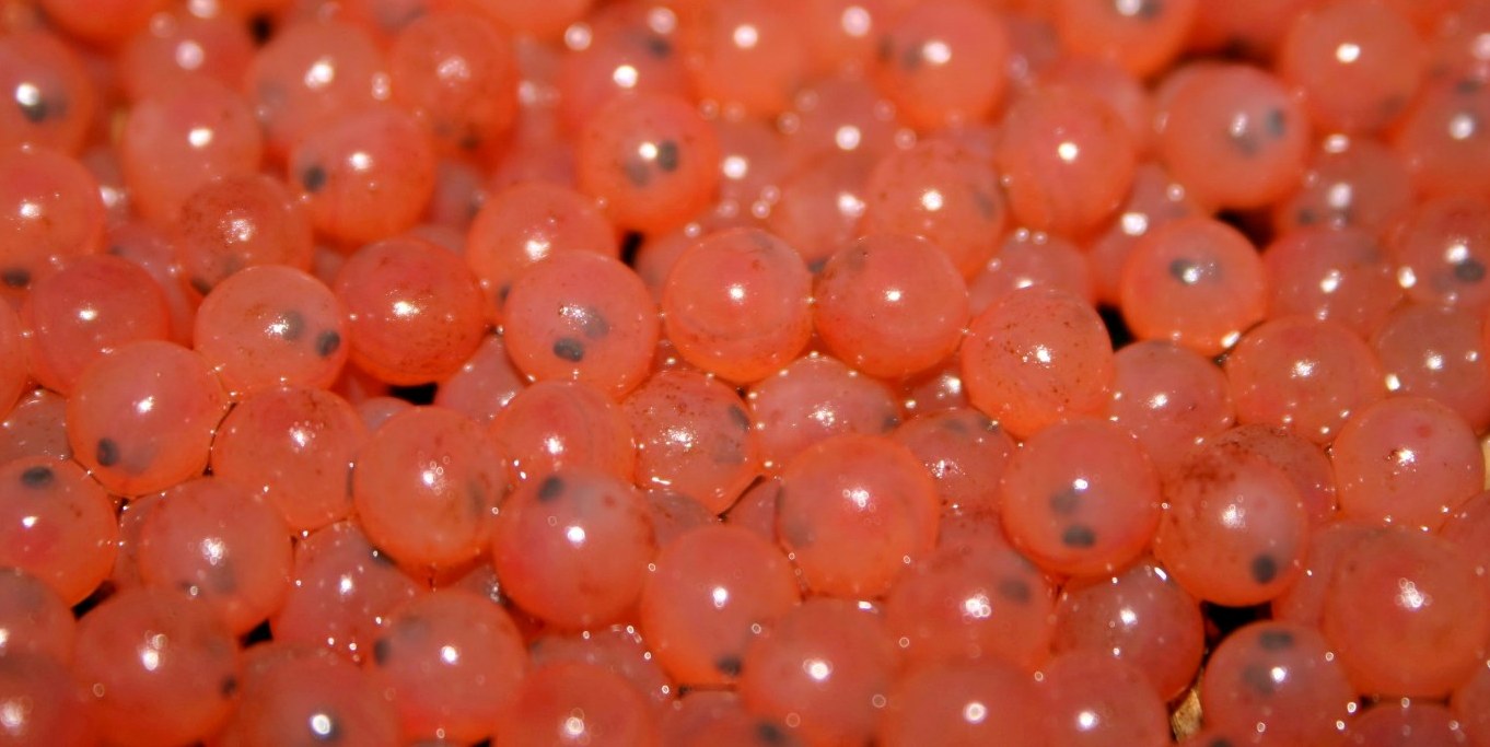 Salmon eggs at hatchery